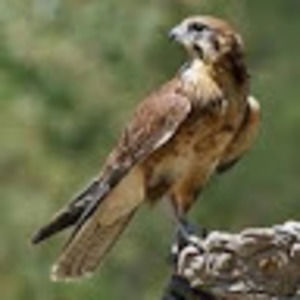 Meet your Posher, One